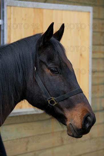 English Thoroughbred Horse