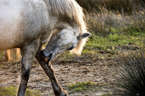 Camargue horse