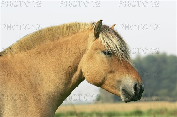 Norwegian Fjord Horse