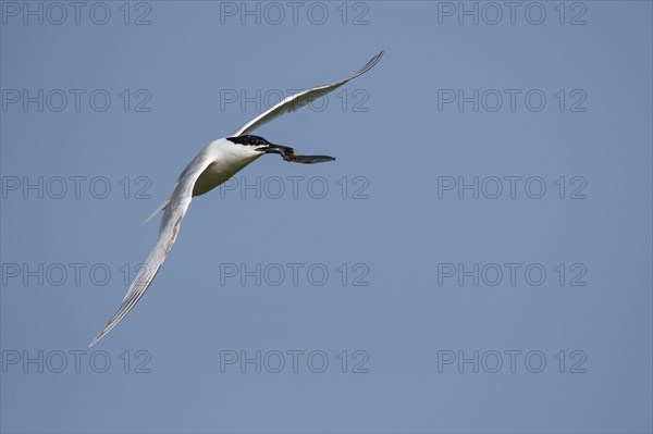 Sandwich tern