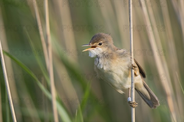 Reed warbler