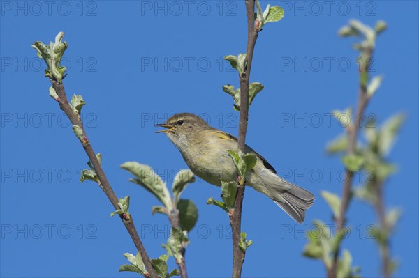 Common chiffchaff