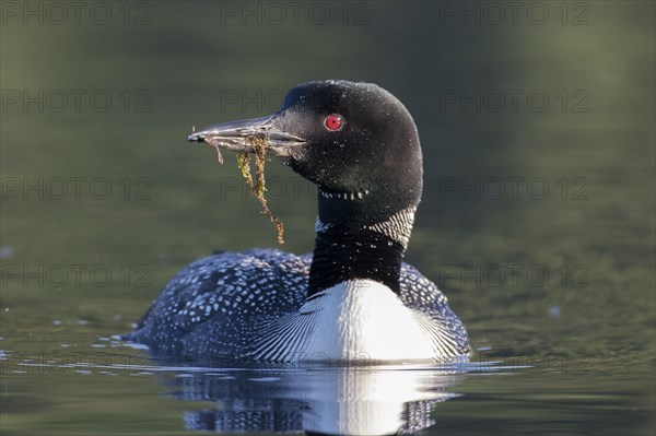 Great Northern Diver