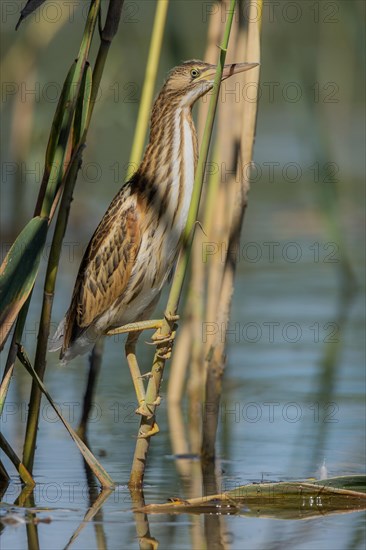 Little bittern