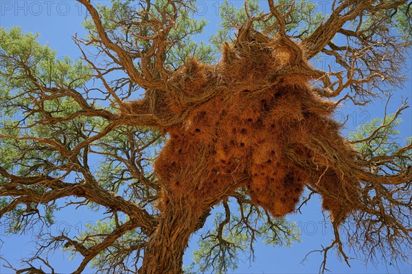 Community nest of settling weavers