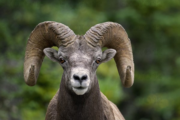 Bighorn sheep