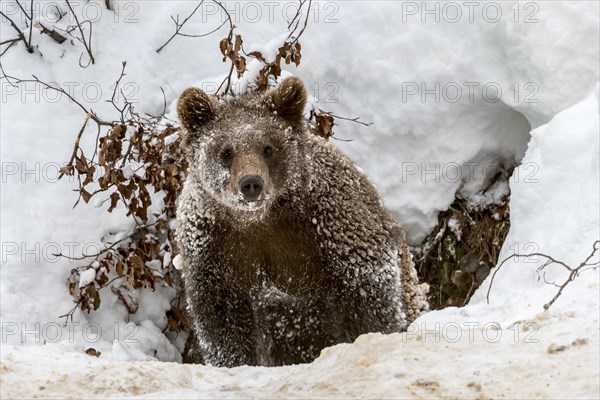 One-year-old European brown bear