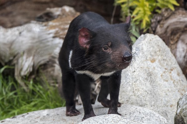 Tasmanian devil