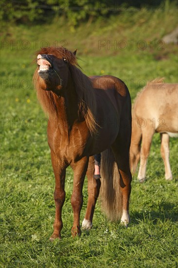 Icelandic Pony