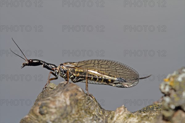 Camel neck fly