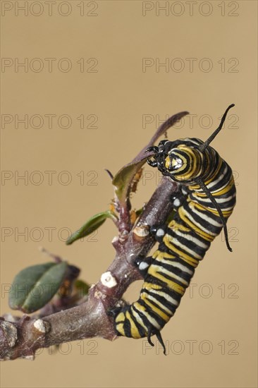 Caterpillar of the monarch butterfly