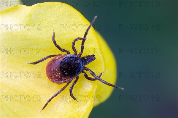 Deer Tick