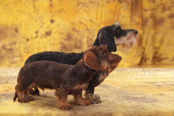 Dwarf greyhound dachshund