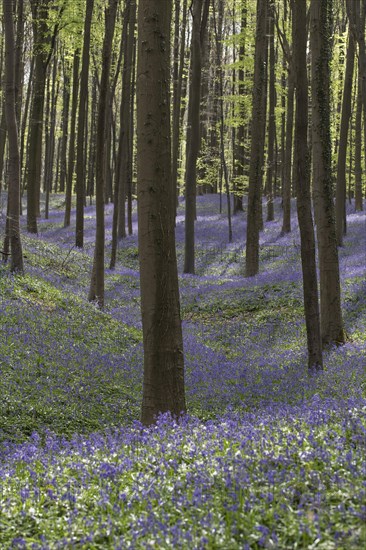 Bluebells