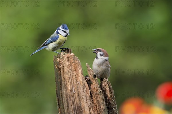 Blue tit