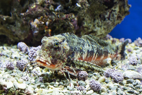 Striped sea cock