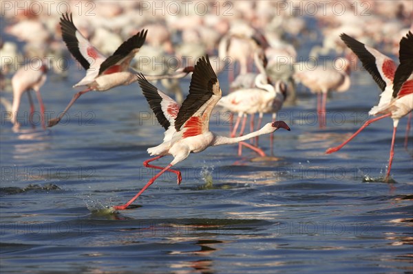 Lesser Flamingo