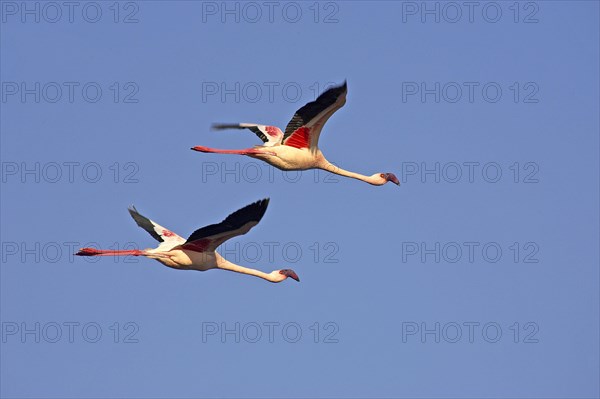 Lesser Flamingo