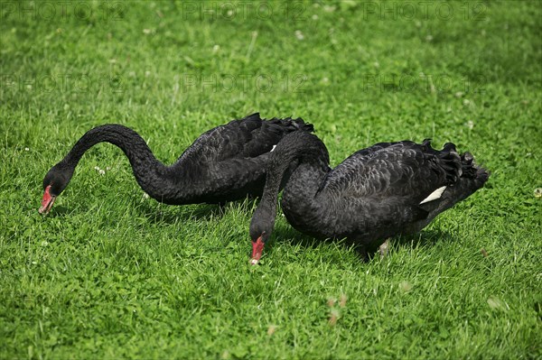 BLACK SWAN