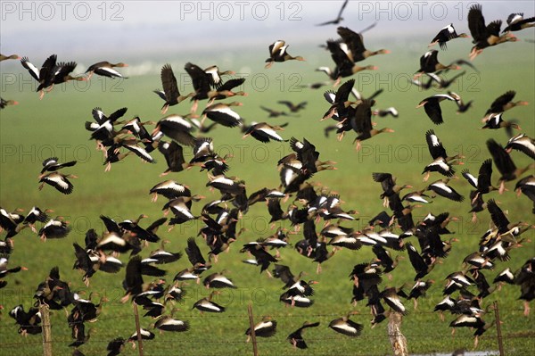 Red-billed Whistling Duck