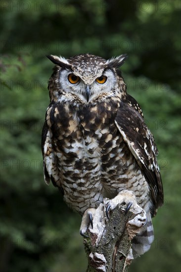 Cape Eagle Owl