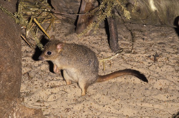 Brush Tailed Bettong