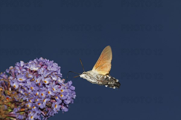 Hummingbird Hawk Moth