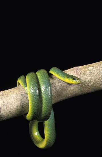 GREEN SNAKE opheodrys major WINS ON BRANCH AGAINST BLACK BACKGROUND