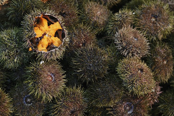 Sea Urchin