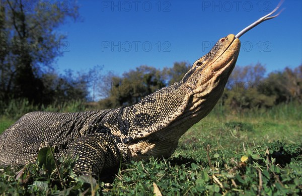 Water monitor