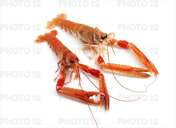 DUBLIN BAY PRAWN OR NORWAY LOBSTER OR SCAMPI ephrops norvegicus ON A WHITE BACKGROUND