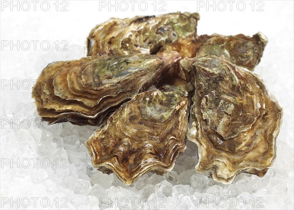 French Marennes d'Oleron oysters