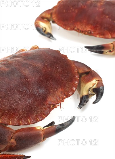 Edible crab