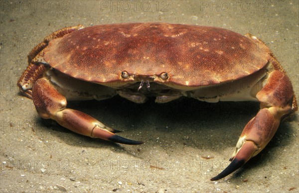 Edible Crab