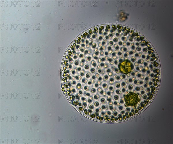 Volvox approx. 200x magnified in transmitted light