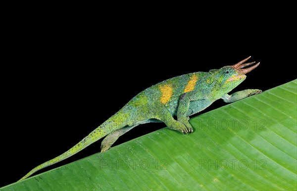 JACKSON'S CHAMELEON chamaeleo jacksoni