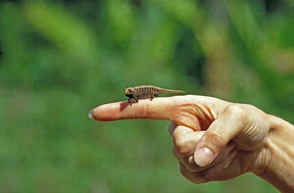 Pygmy or Leaf chameleon