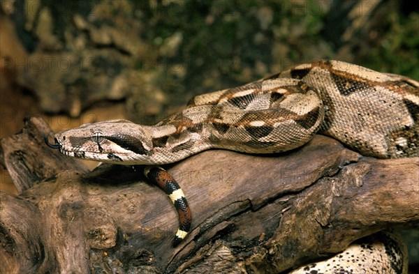 Boa Constrictor