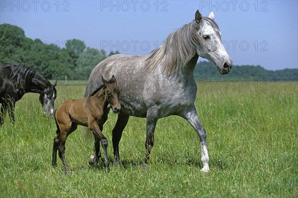 LUSITANO HORSE