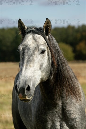 Lusitano stallion