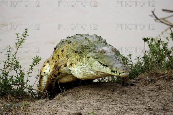 Orinoco Crocodile