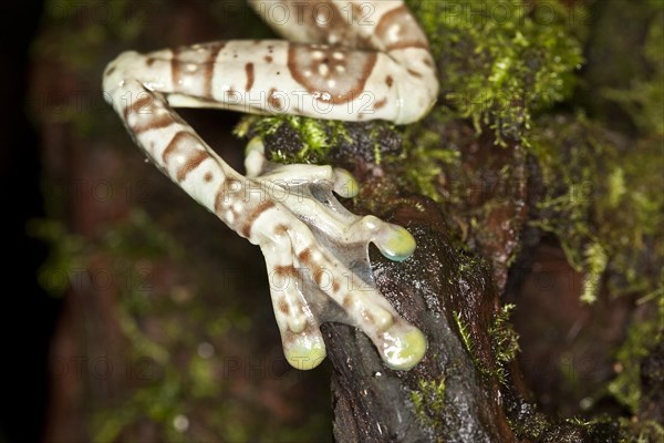 Amazon Milk Frog