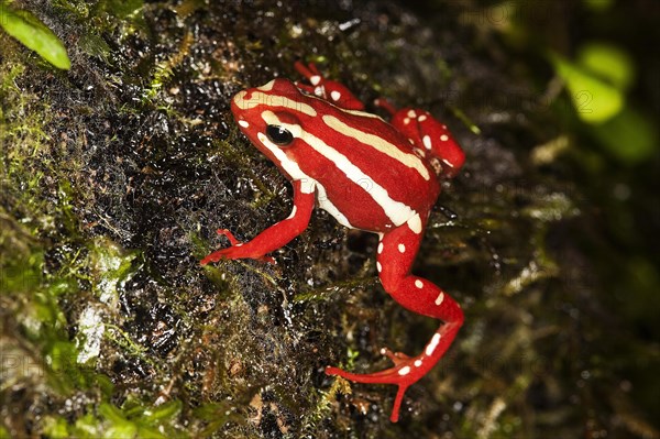 Phantasmal poison frog