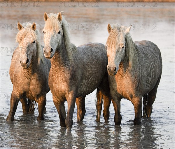 CAMARGUE HORSE