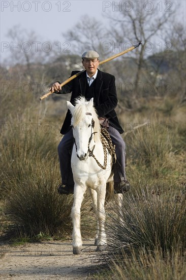 Camargue horse