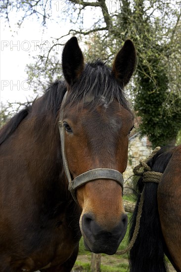 Cob Normand horse