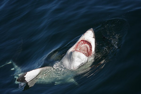 Great white shark