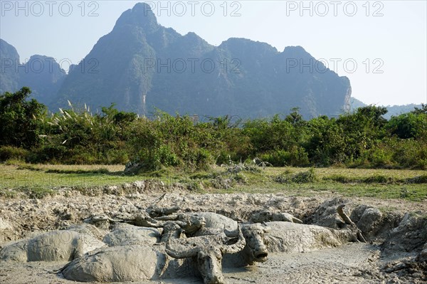 Water buffalo in mud hole