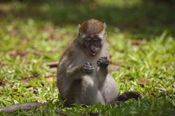 Crab-eating macaque