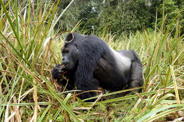 Eastern lowland gorilla